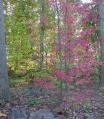 Our grounds in autumn